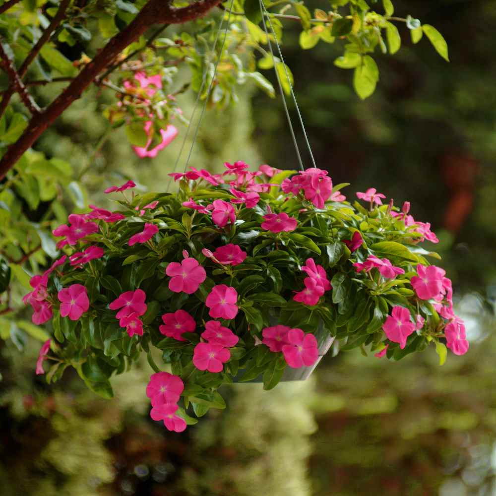 Vinca Deep Rose Flower Seeds