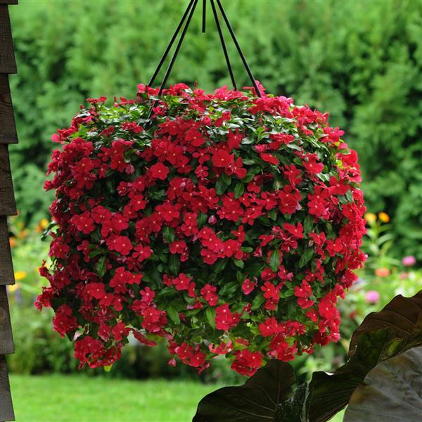 Vinca Oceana Red Flower Seeds