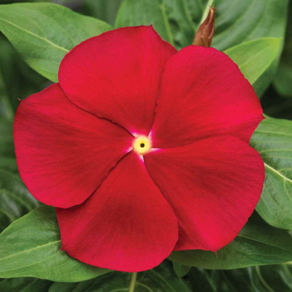 Vinca Oceana Red Flower Seeds