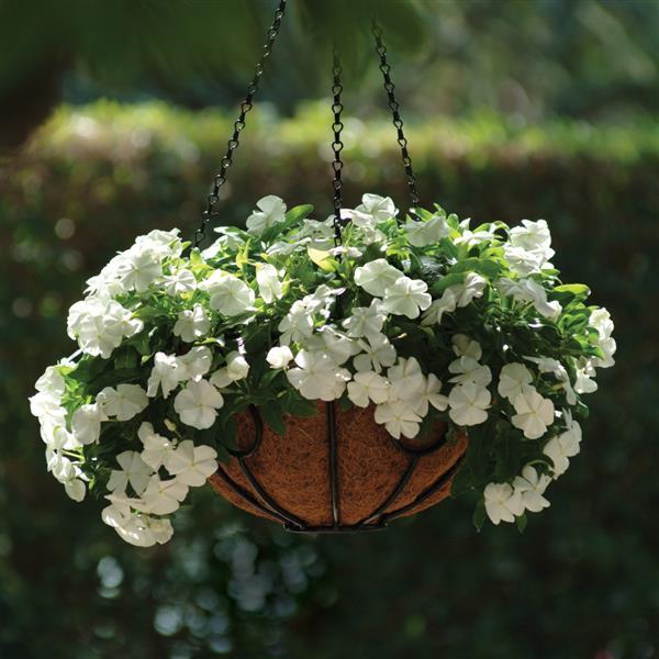 Vinca Pure White Flower Seeds