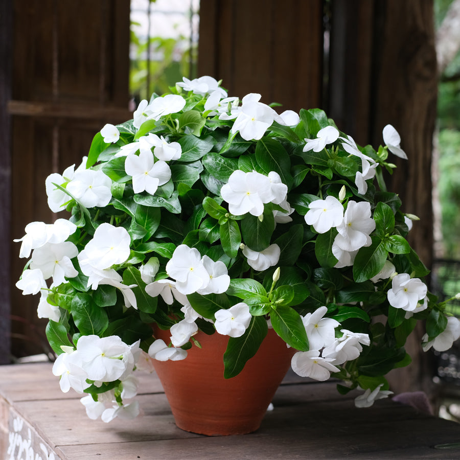 Vinca Pure White Flower Seeds