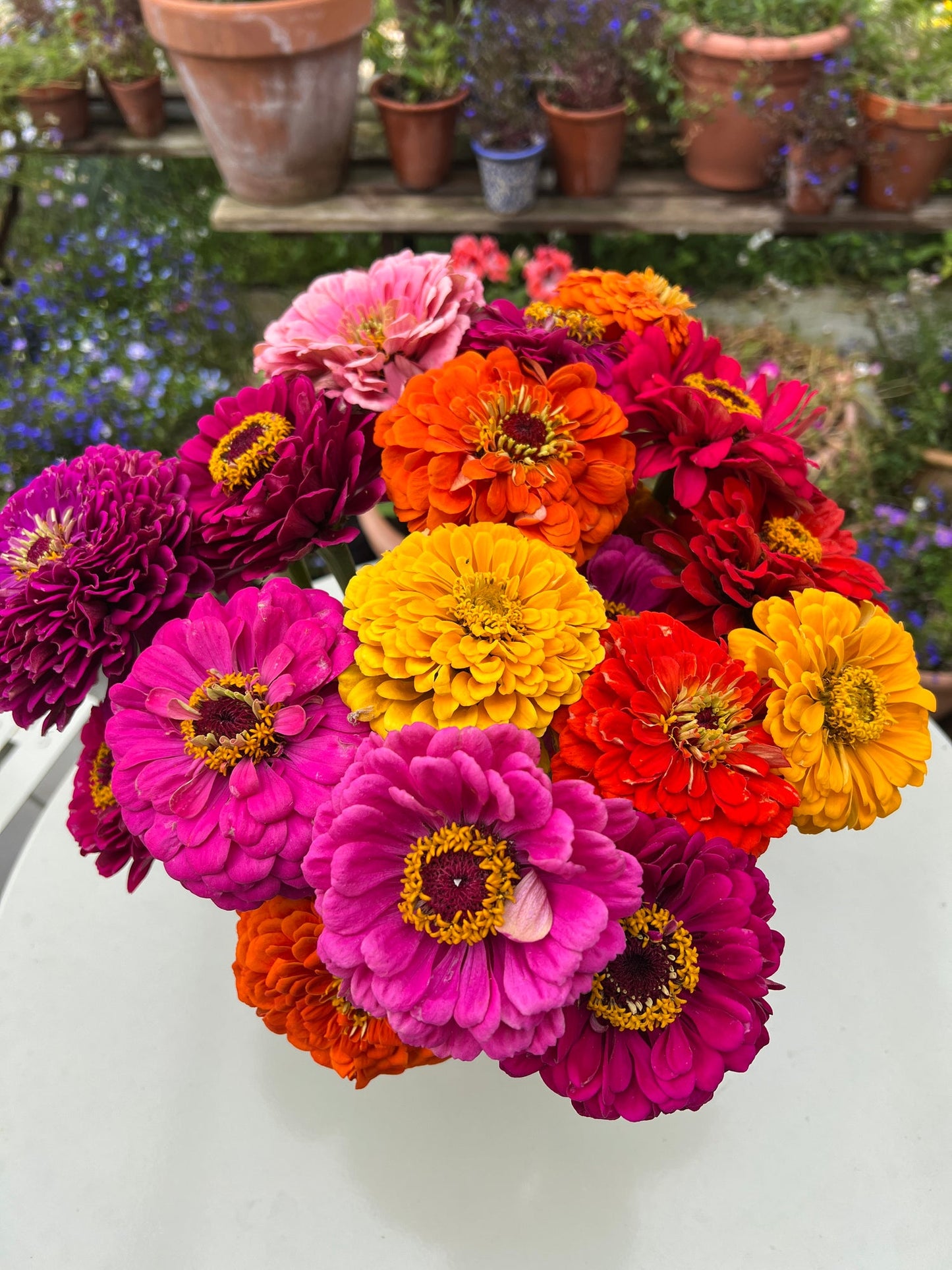 Zinnia California Giants Mix Seeds