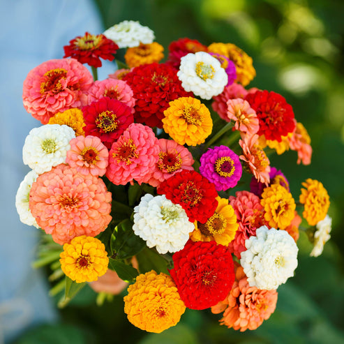 Zinnia California Giants Mix Seeds