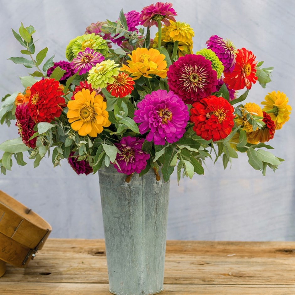 Zinnia Elegans Dahlia Mix Seeds
