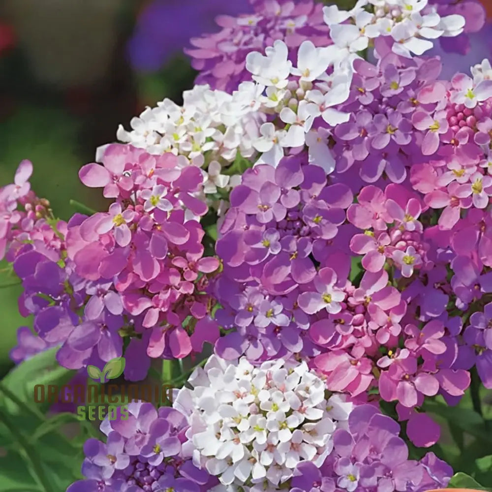 Candytuft Iberis Fairy Mix Flower Seeds