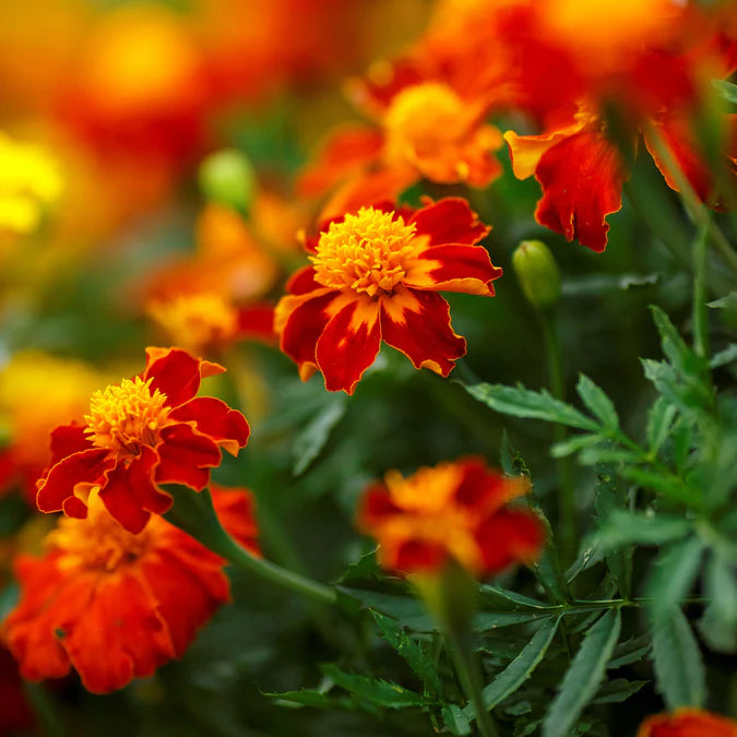 French Marigold Double Shade Dwarf Flower Seeds