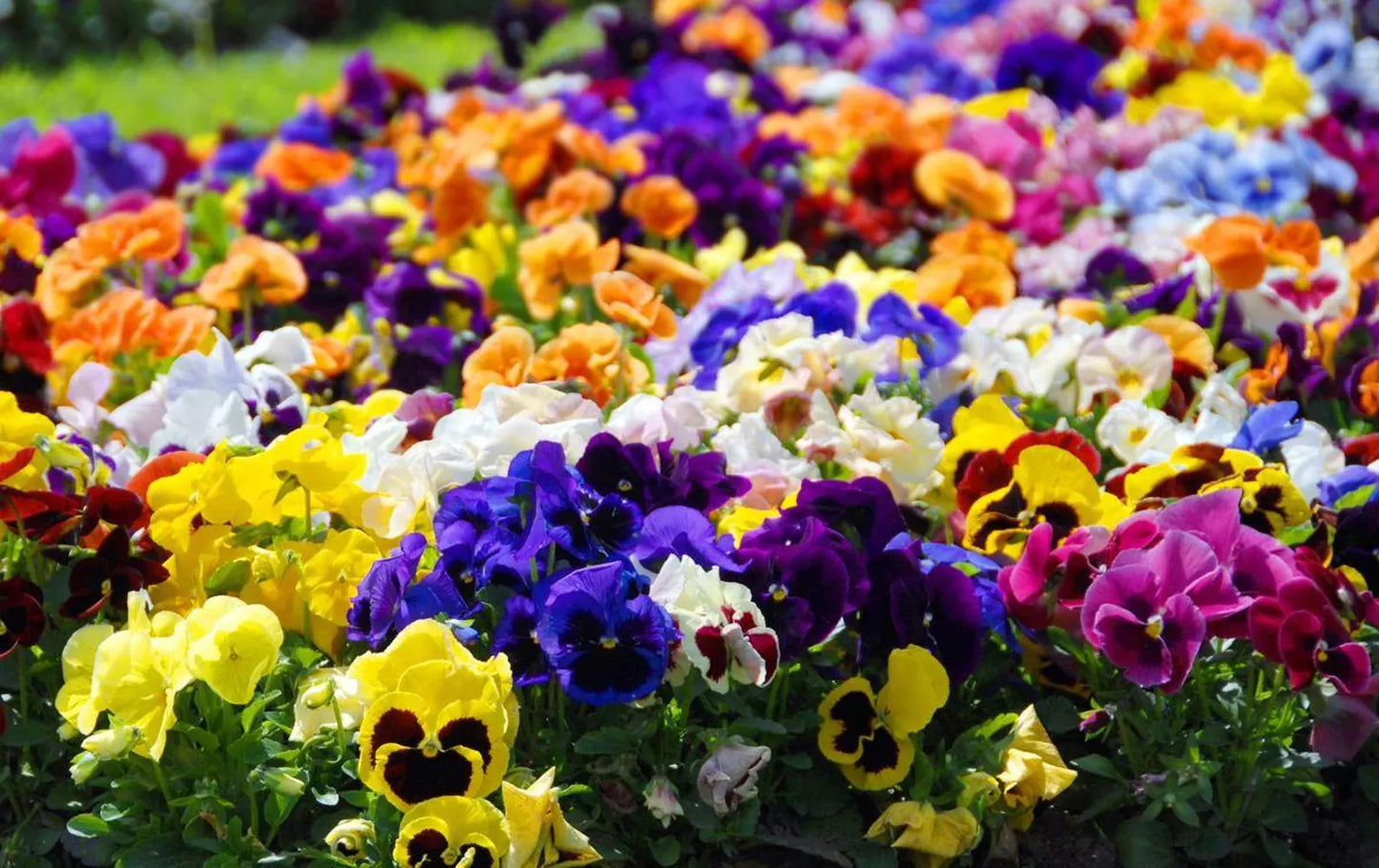 Pansy Giants Mix