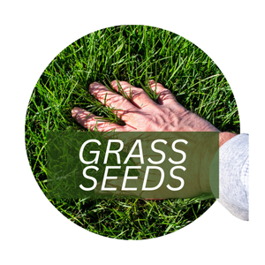 Grass Seeds