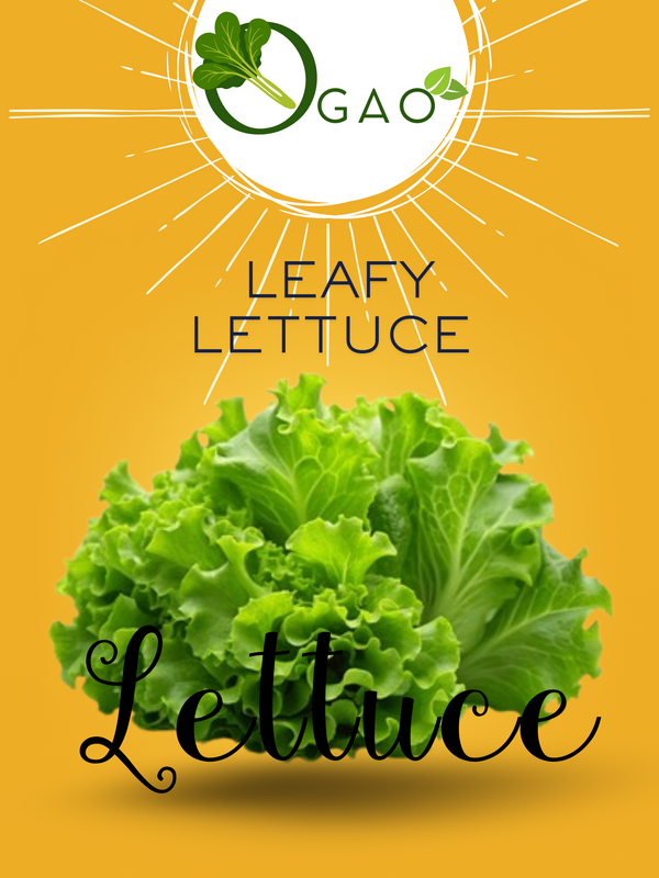Leafy Lettuce - Ogao