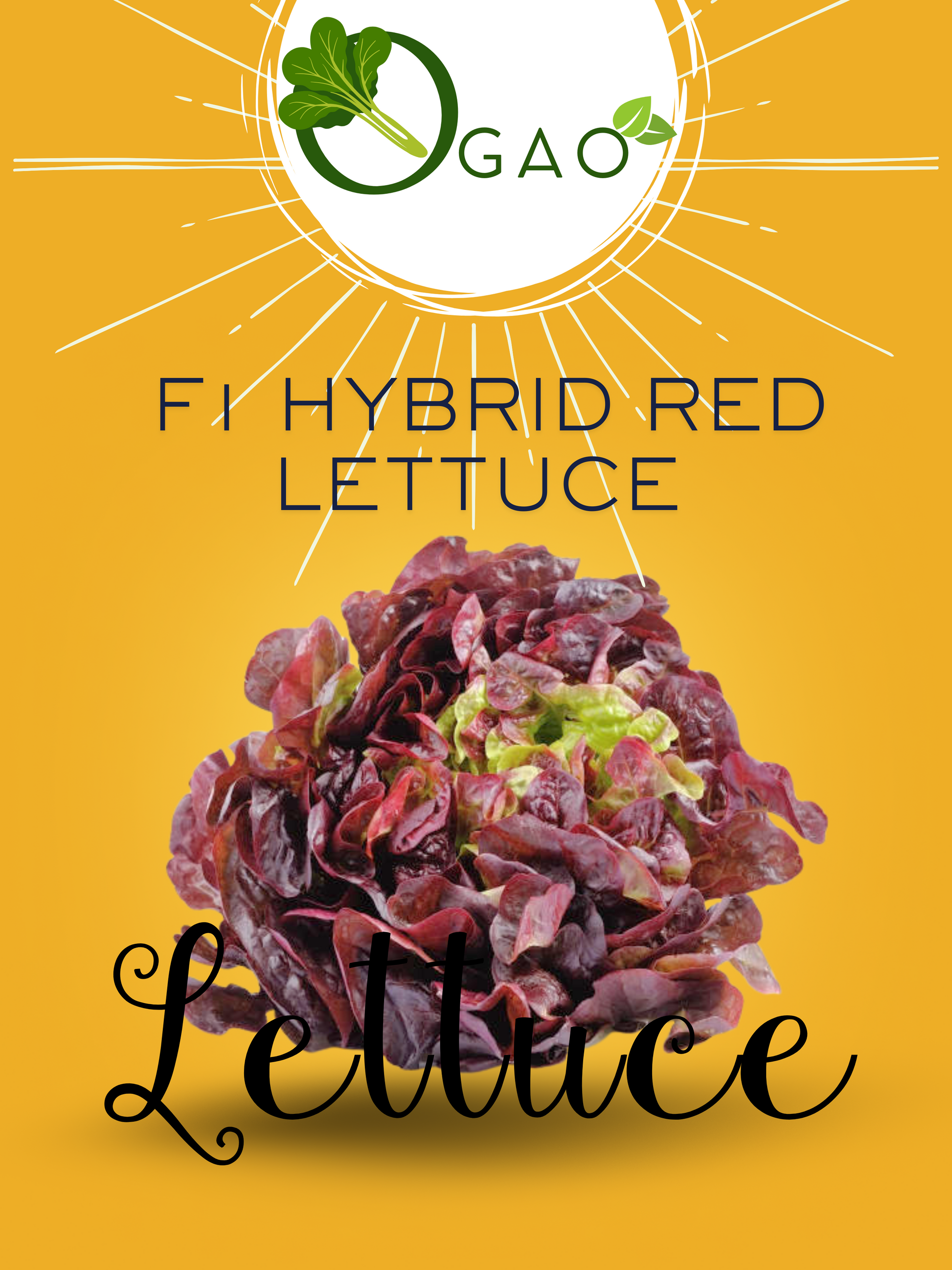 Hybrid Red Lettuce - Ogao