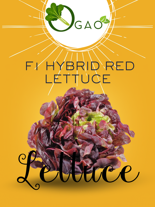 Hybrid Red Lettuce - Ogao