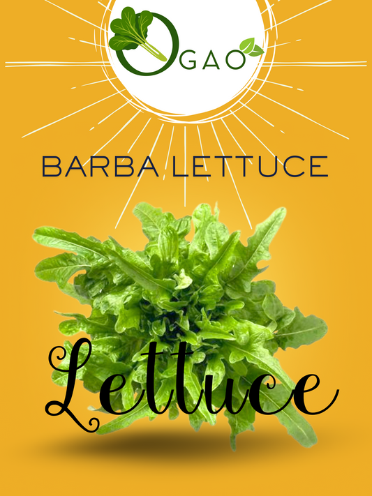 Barba Lettuce - Ogao