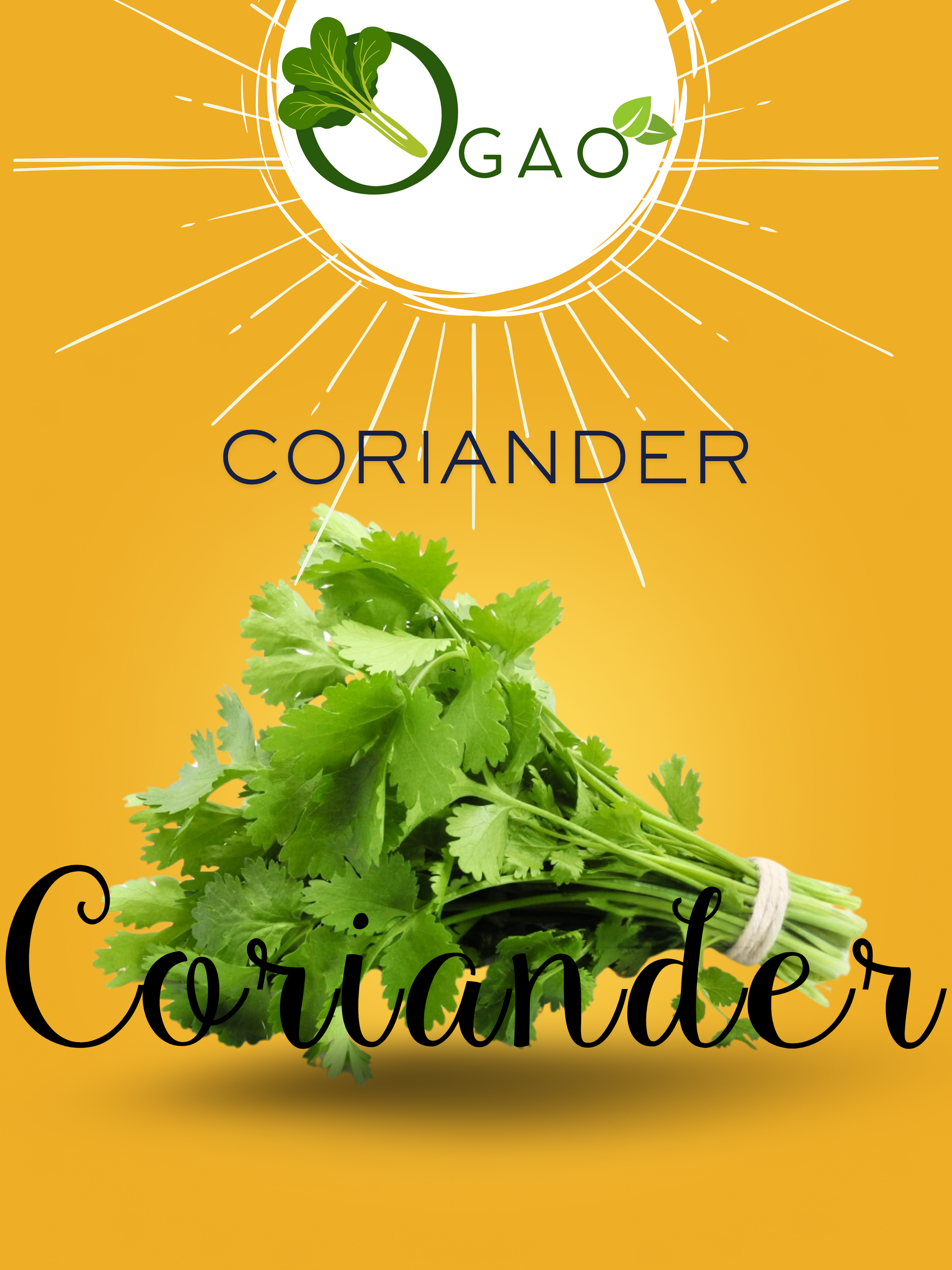 Coriander - Ogao