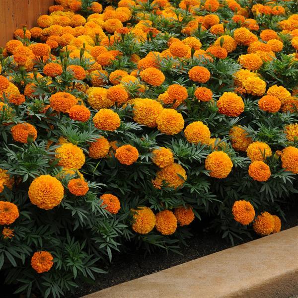 African Marigold Spun Orange Dwarf Flower Seeds