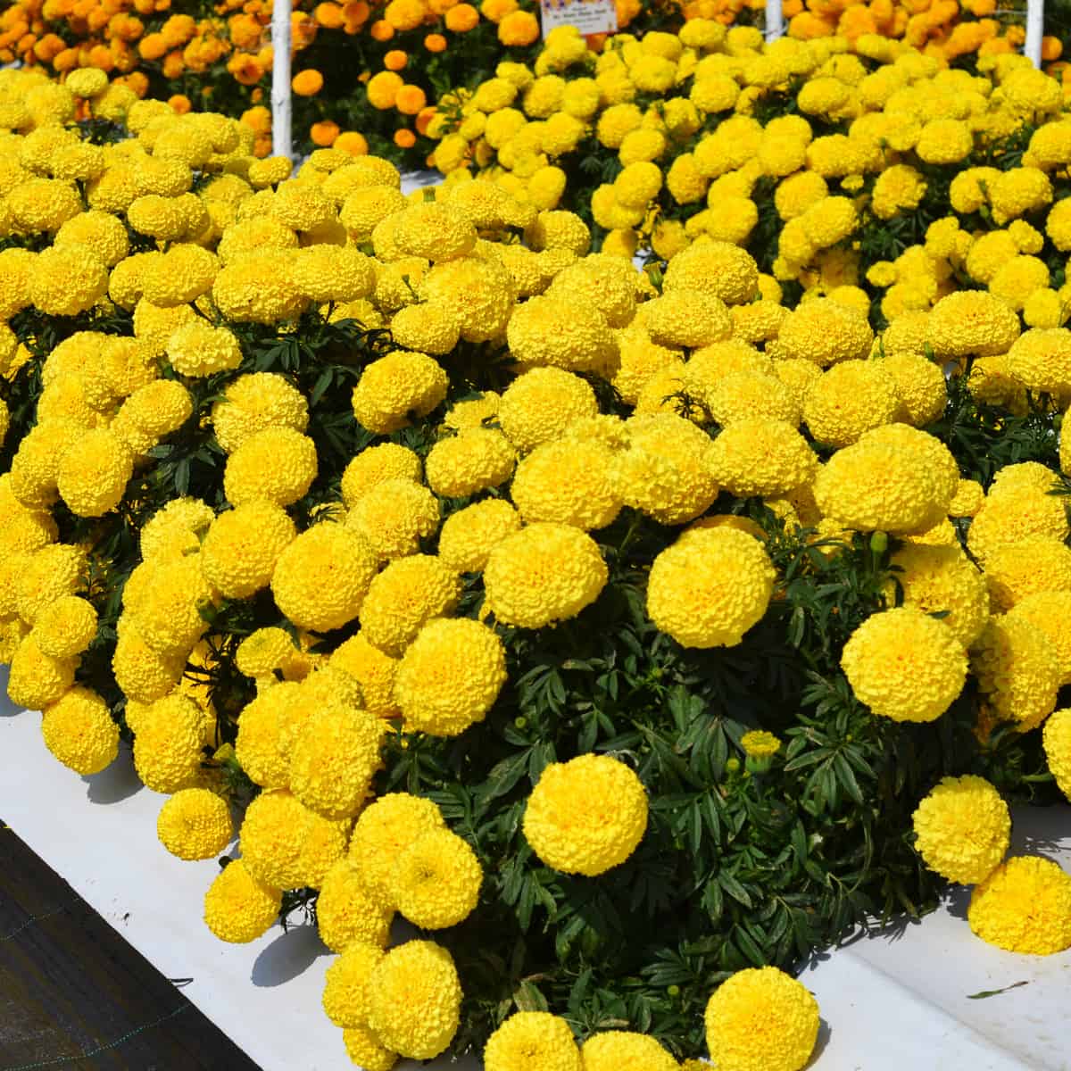 African Marigold Spun Yellow Dwarf Flower Seeds