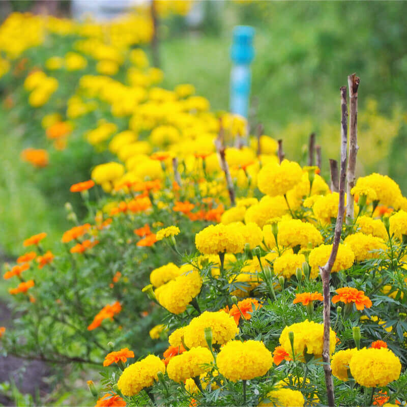 African Marigold Maximix Dwarf Flower Seeds