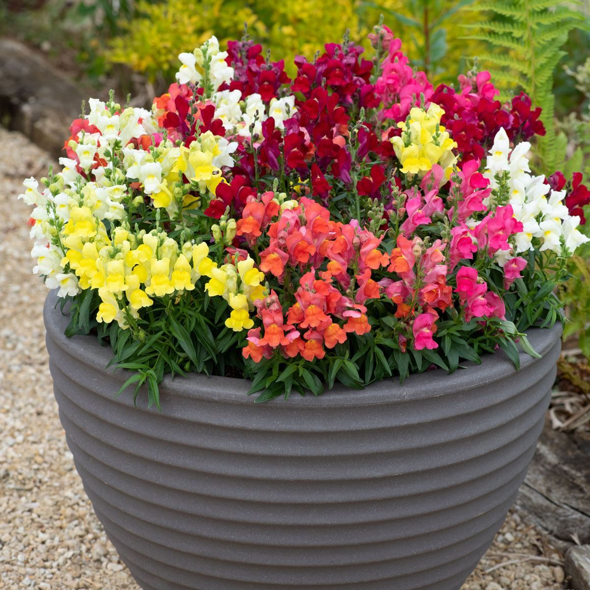 Antirrhinum snapdragon dwarf