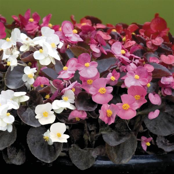 Begonia Semperflorens Mix Seeds