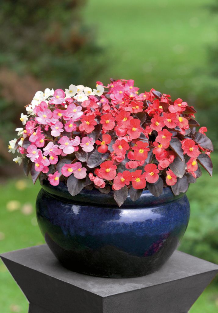 Begonia Semperflorens Mix Seeds