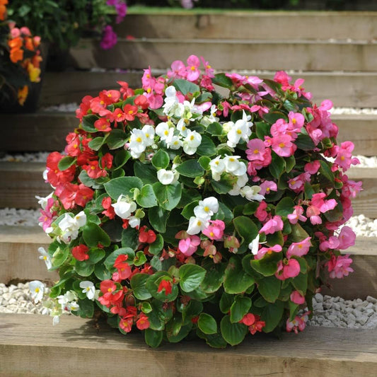 Begonia Semperflorens Mix Seeds