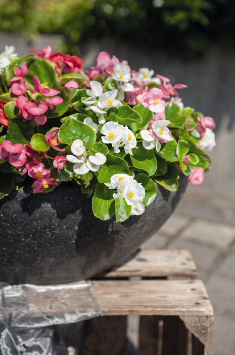 Begonia Semperflorens Mix Seeds