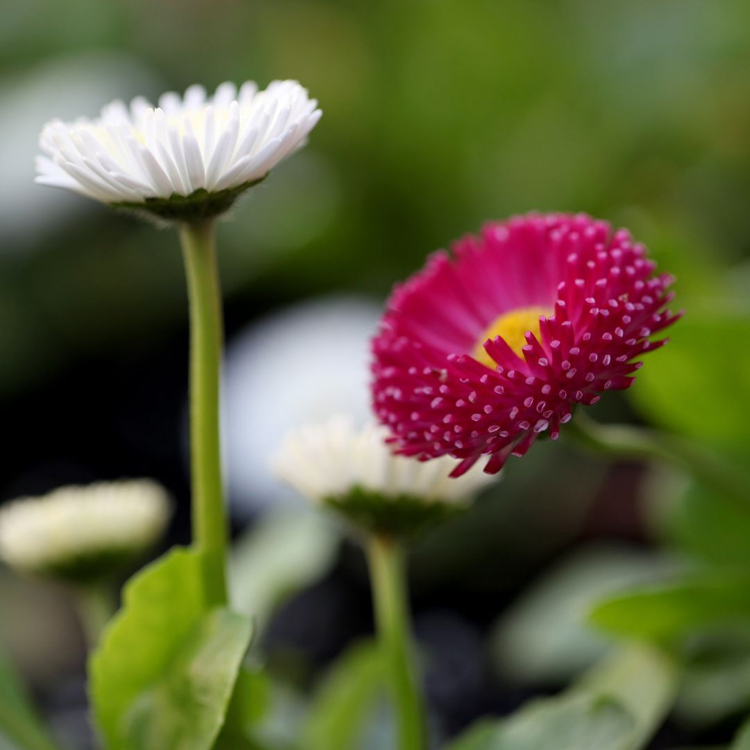 English Daisy Flower Seeds