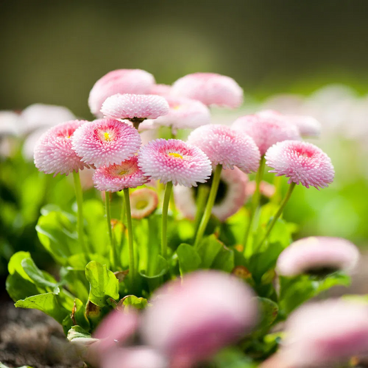 English Daisy Flower Seeds