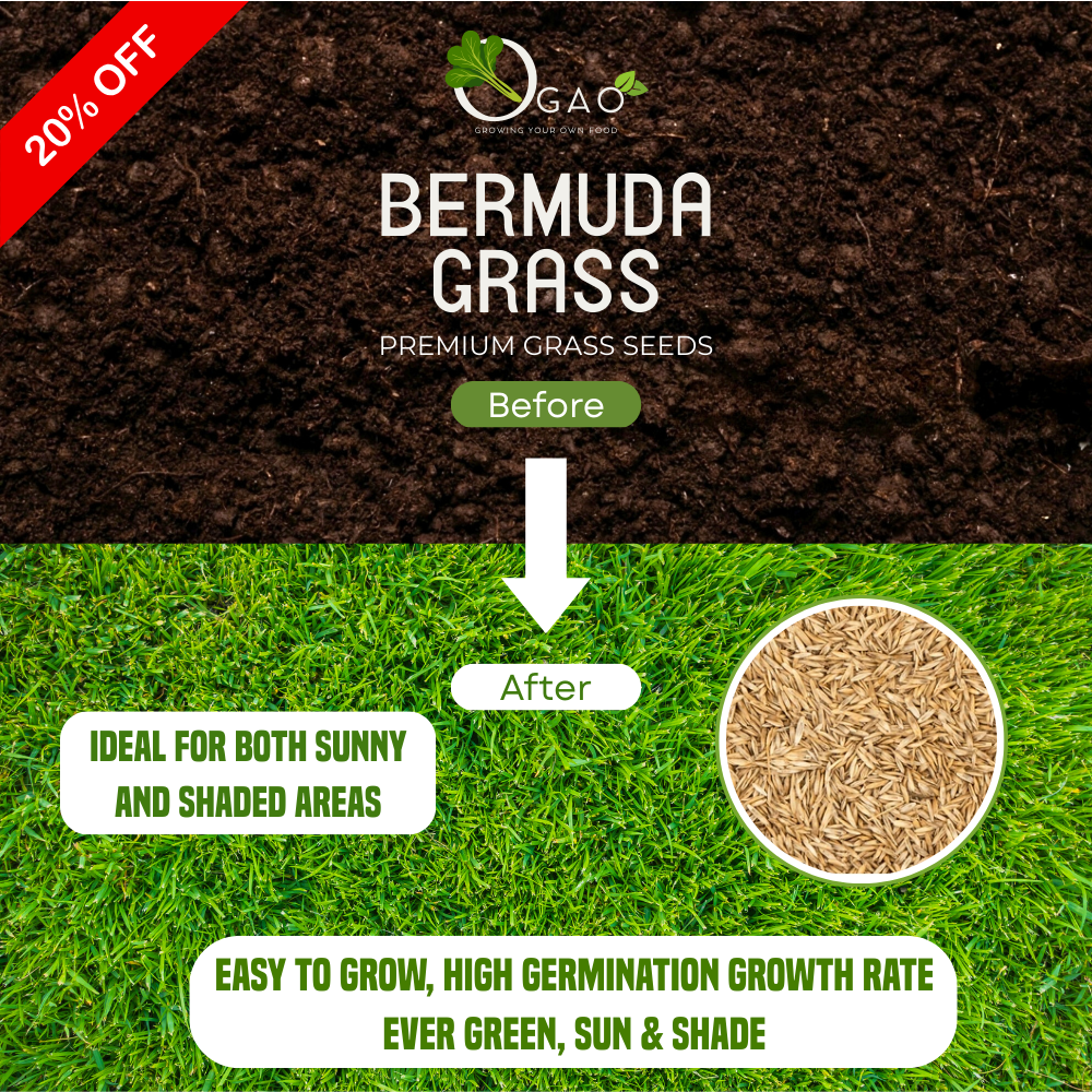 Premium Bermuda Grass Seeds