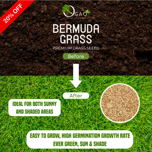 Premium Bermuda Grass Seeds
