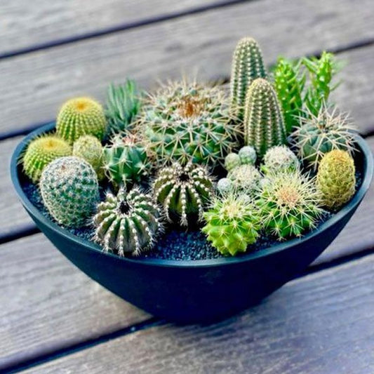 Cactus Mix Seeds