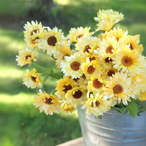 Calendula Apricot Beauty