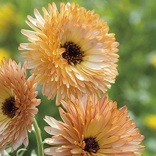 Calendula Apricot Beauty