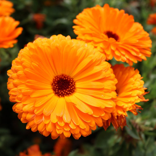 Calendula double orange flower seeds