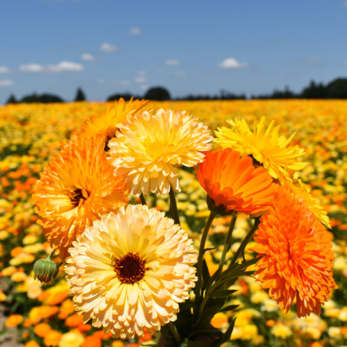 Calendula Pacific Beauty Mix Flower Seeds