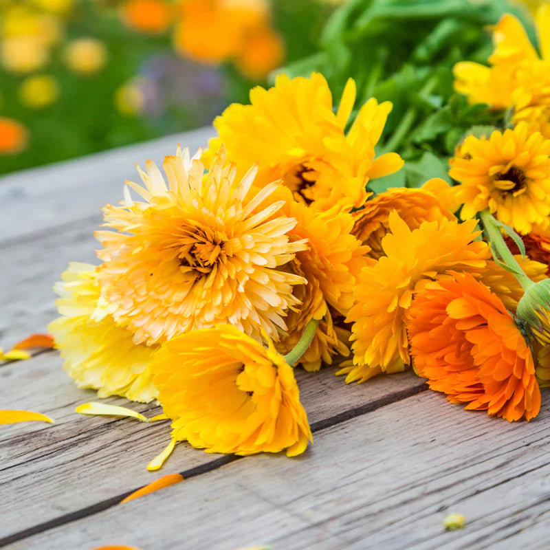 Calendula Pacific Beauty Mix Flower Seeds