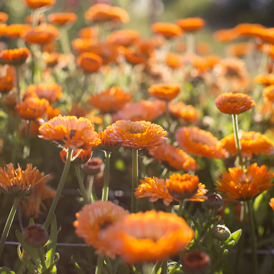 Calendula pink surprise flower seeds