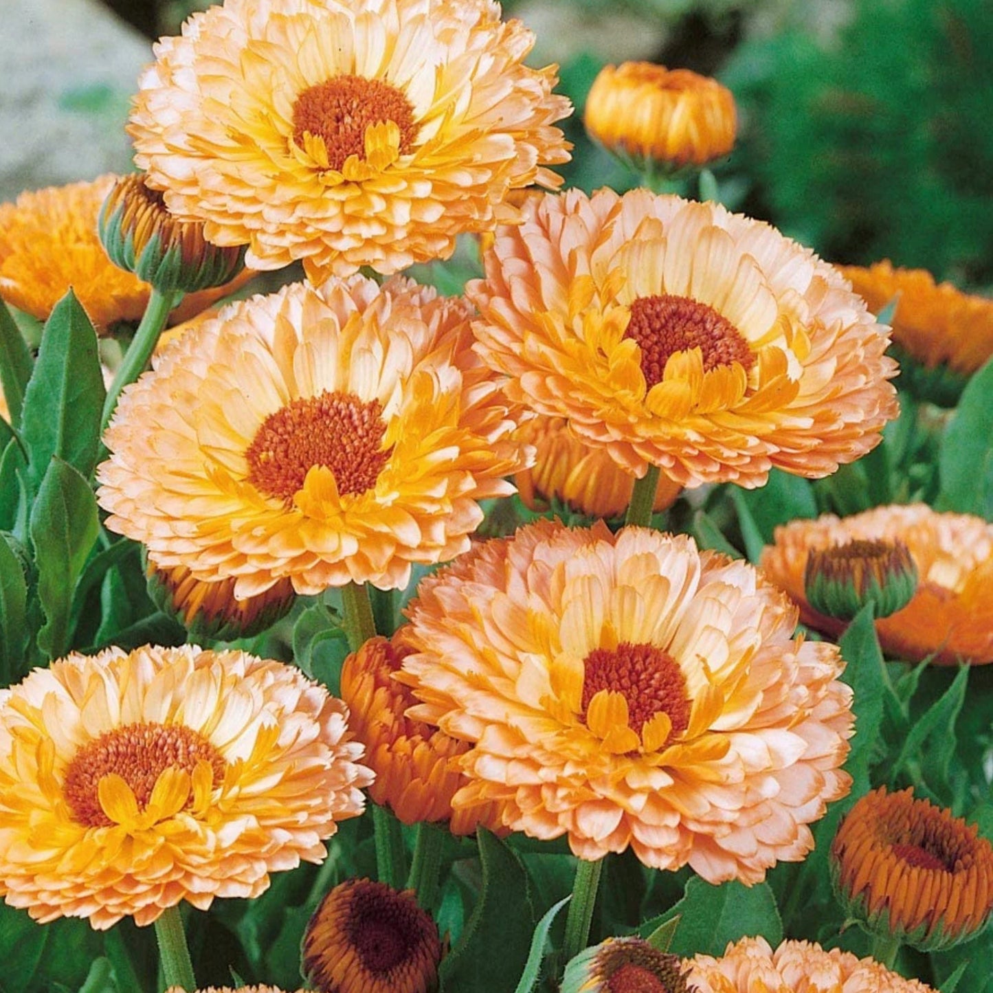 Calendula pink surprise flower seeds