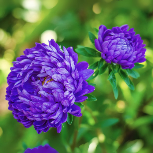 Paeony Aster Dark Blue Flower Seeds