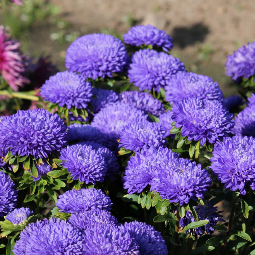 Paeony Aster Dark Blue Flower Seeds