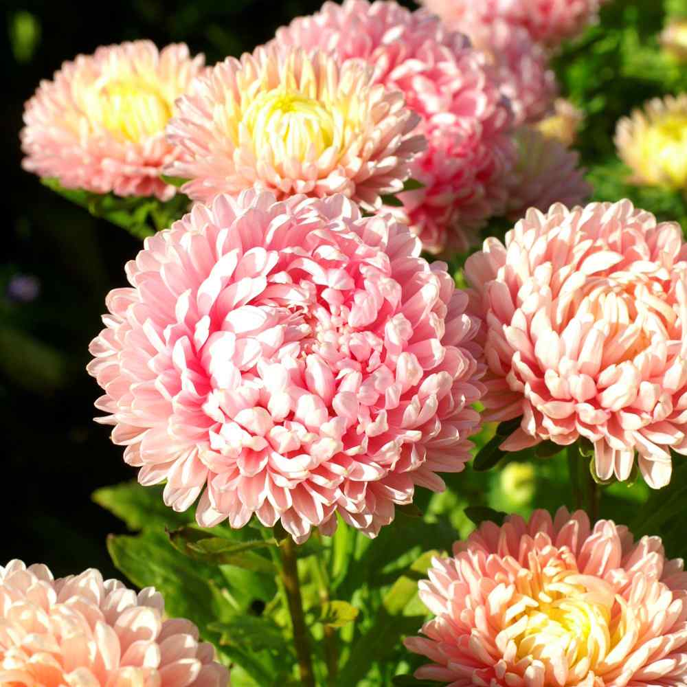 Paeony Aster Rose Flower Seeds