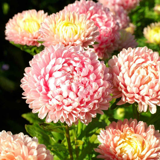 Paeony Aster Rose Flower Seeds