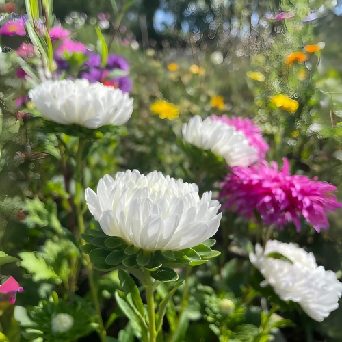 Paeony Aster White Flower Seeds