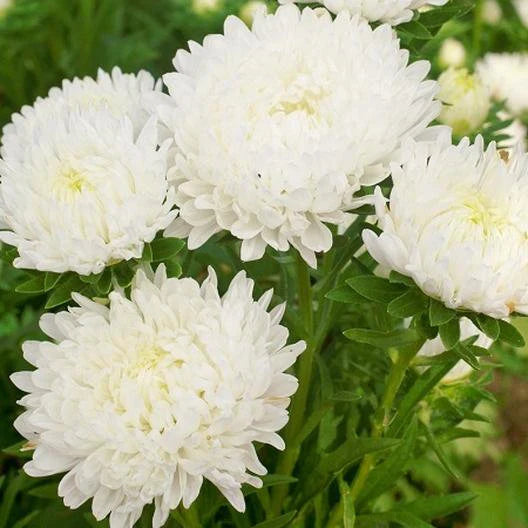 Paeony Aster White Flower Seeds