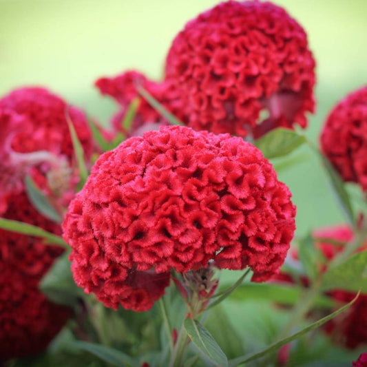 Celosia Cristata Cockscomb Cherry Red Seeds