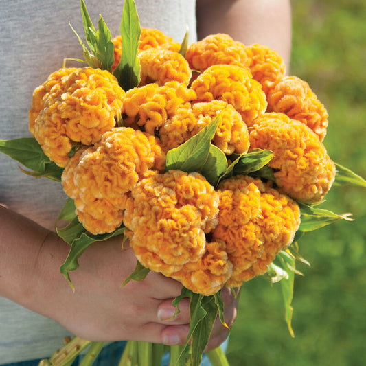 Celosia Cristata Cockscomb Golden Yellow Seeds