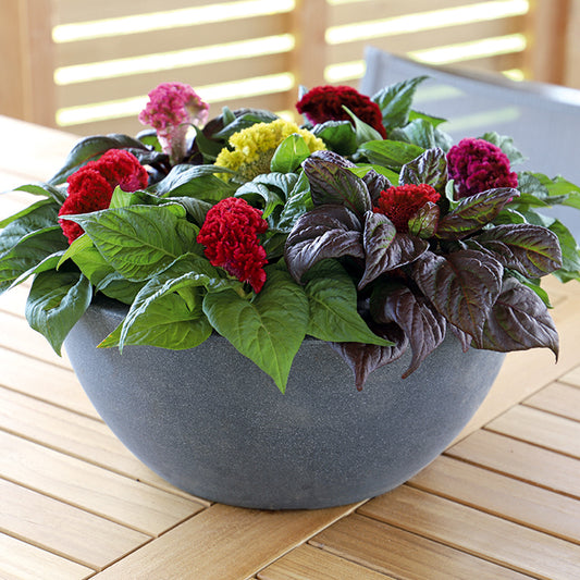 Celosia Cristata Cockscomb Tall Mix Seeds
