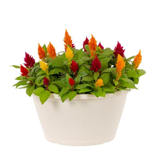 Celosia Pulmosa Mix Flower Seeds