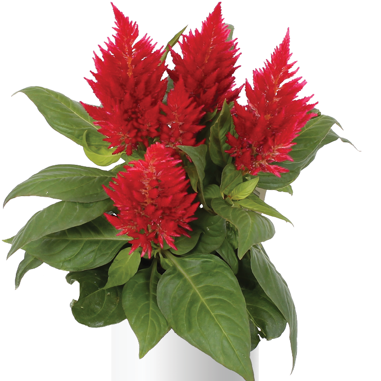 Celosia Pulmosa Tall Mix Seeds