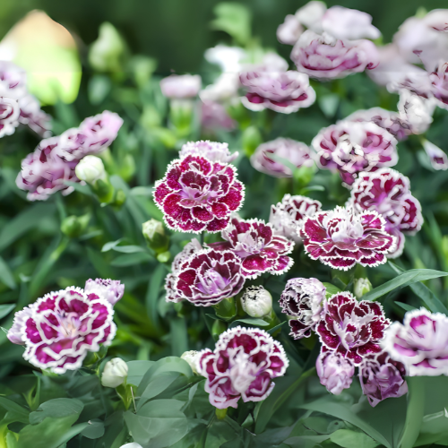 Chabaud (Carnation) Flower Seeds