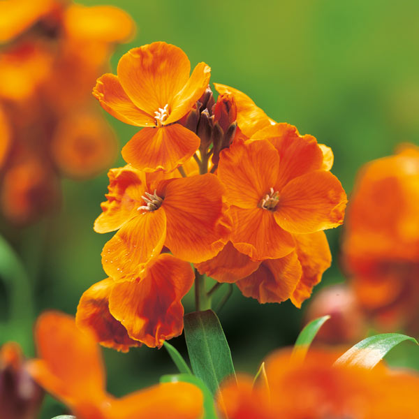 Cheiranthus Tom Thumb Mix Seeds